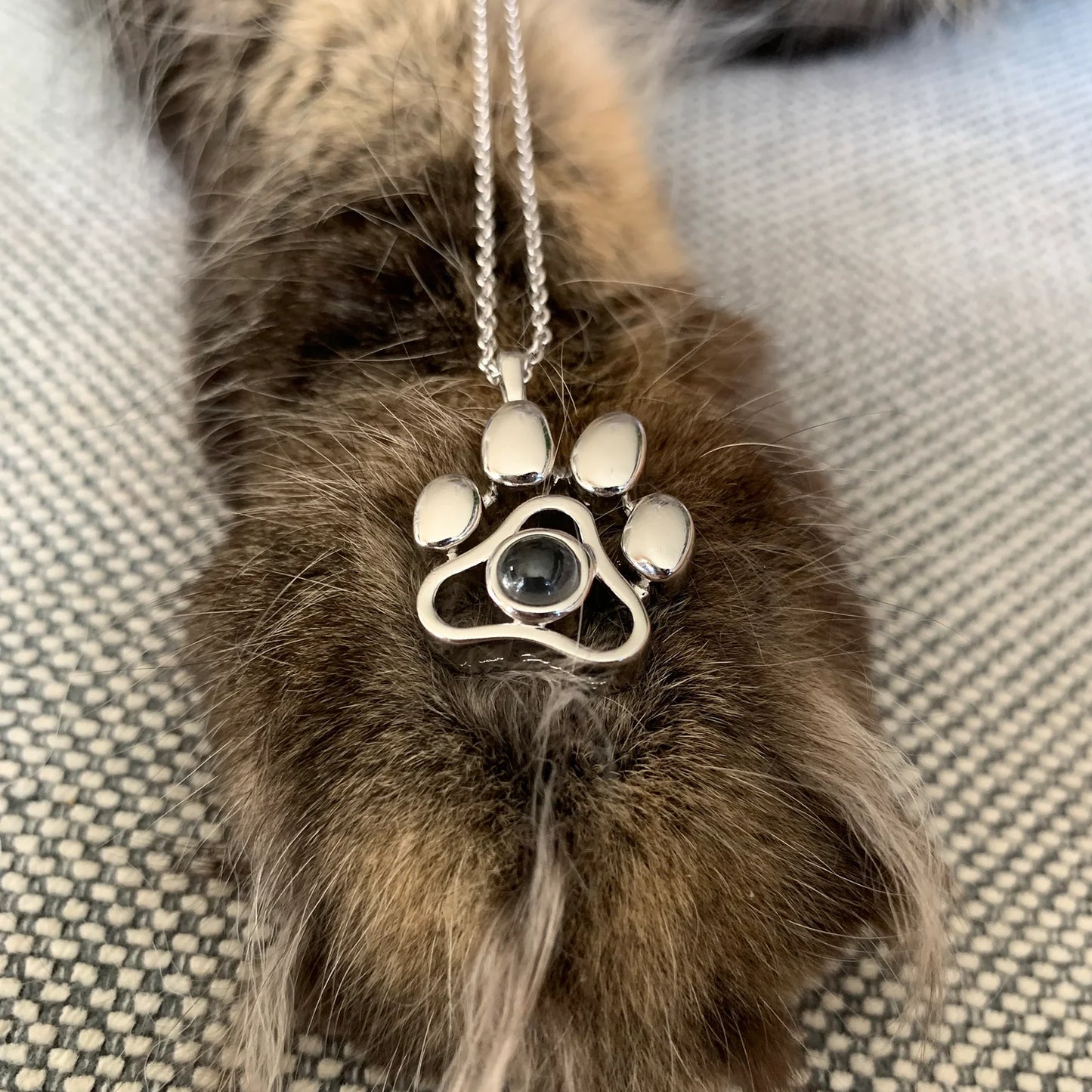 COLAR PET